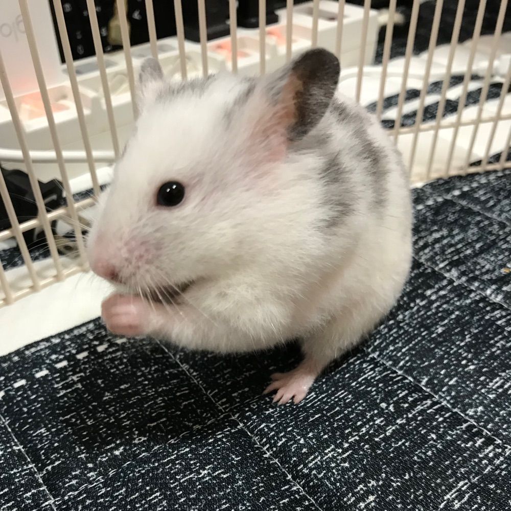 ᗰOᗰO