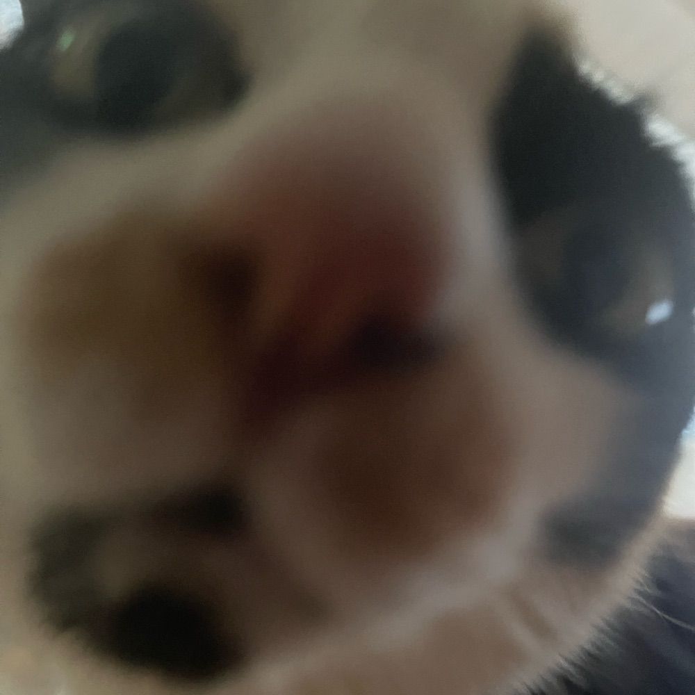 ned