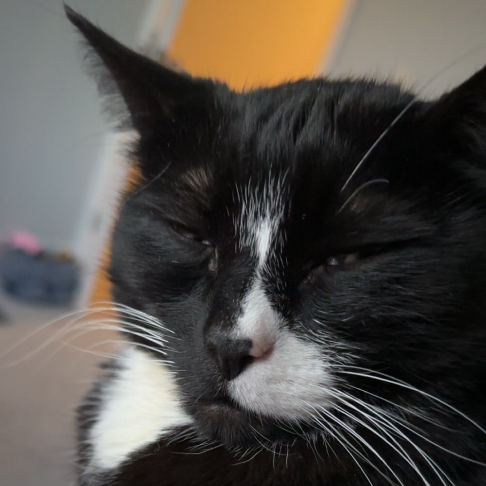 enthusedflea