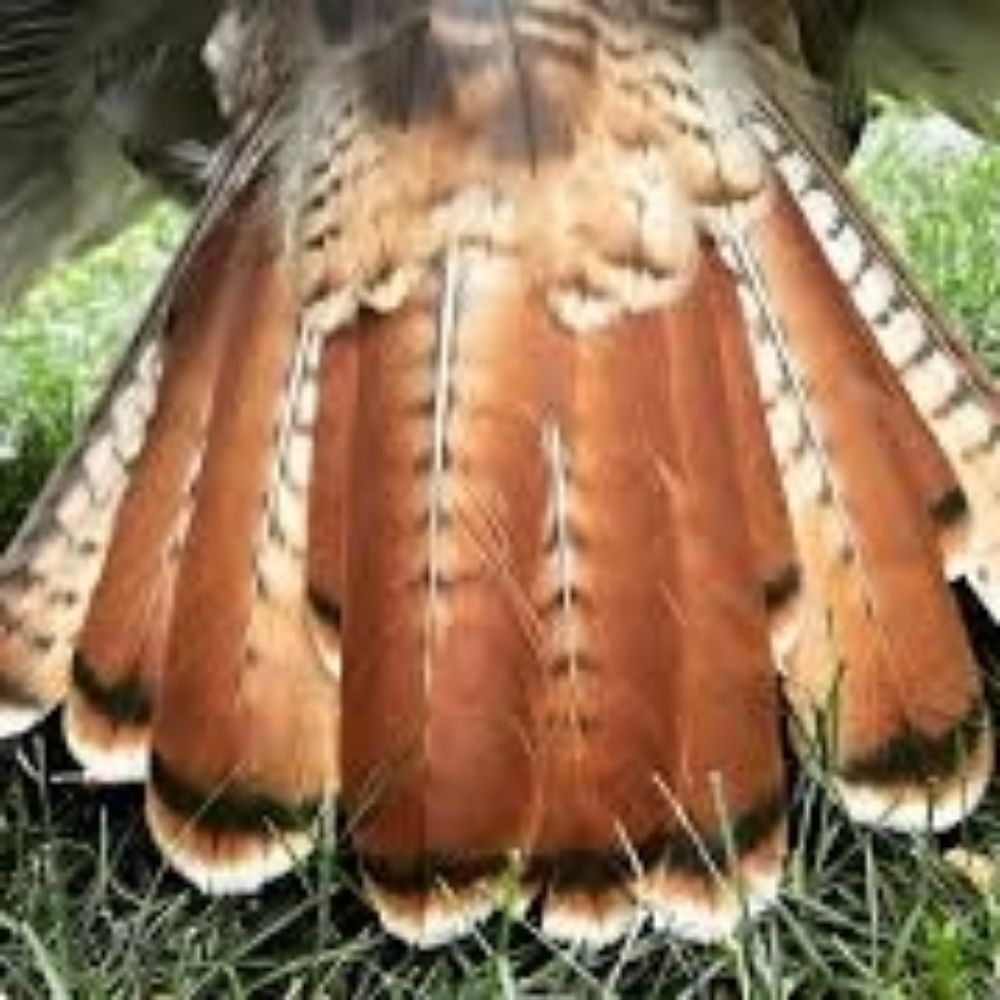 Redtailed Muse