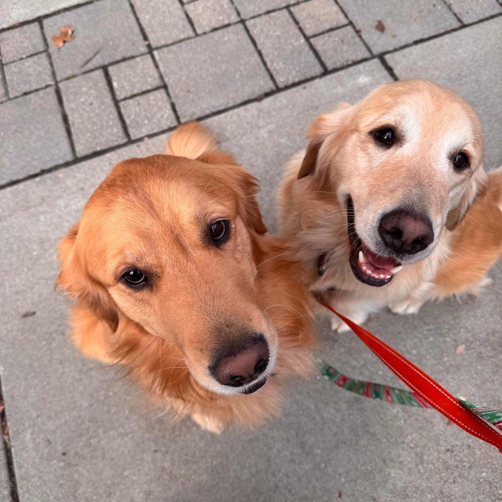 Henry and Evie the Dogs