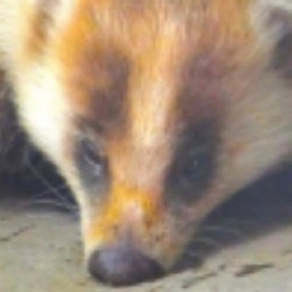 oldbadger ( 貉 )