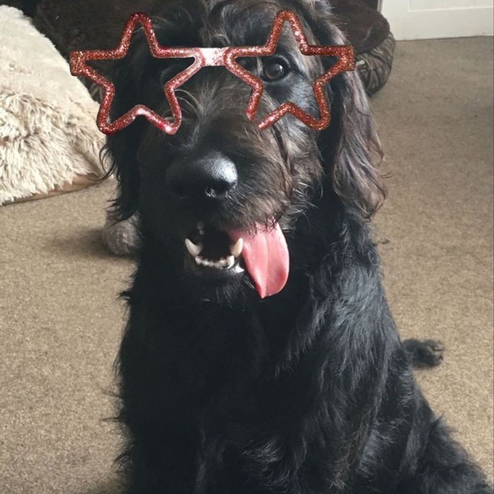 sirius black in the wrong body