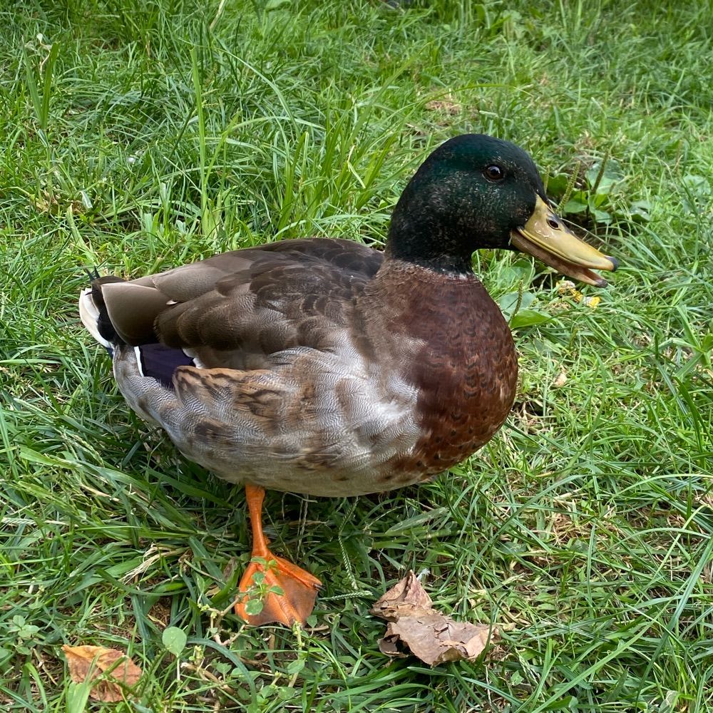 B