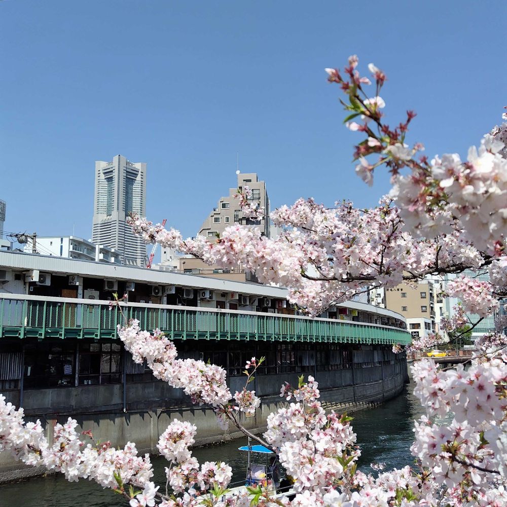 桜
