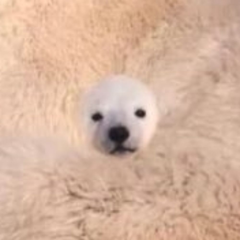 앤토