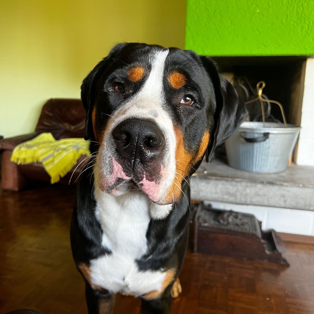 Charly Einstein