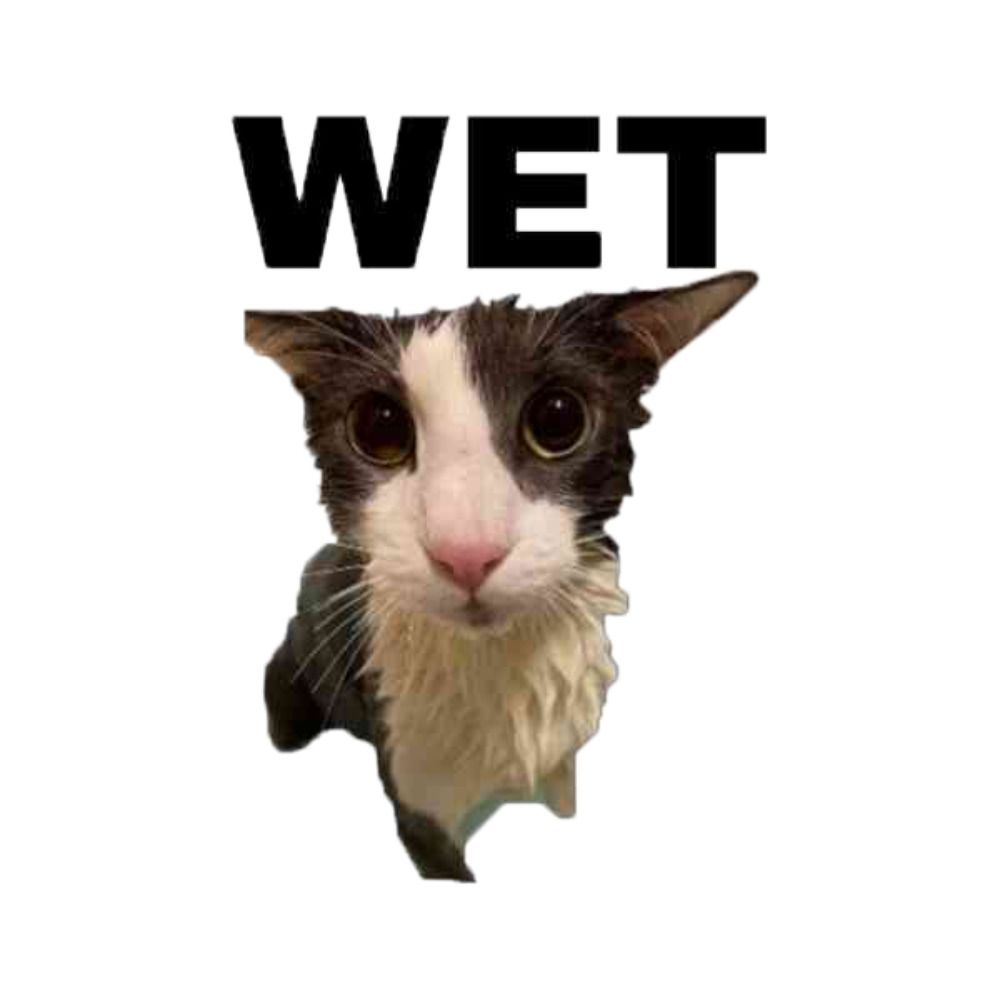 Wet Laundry