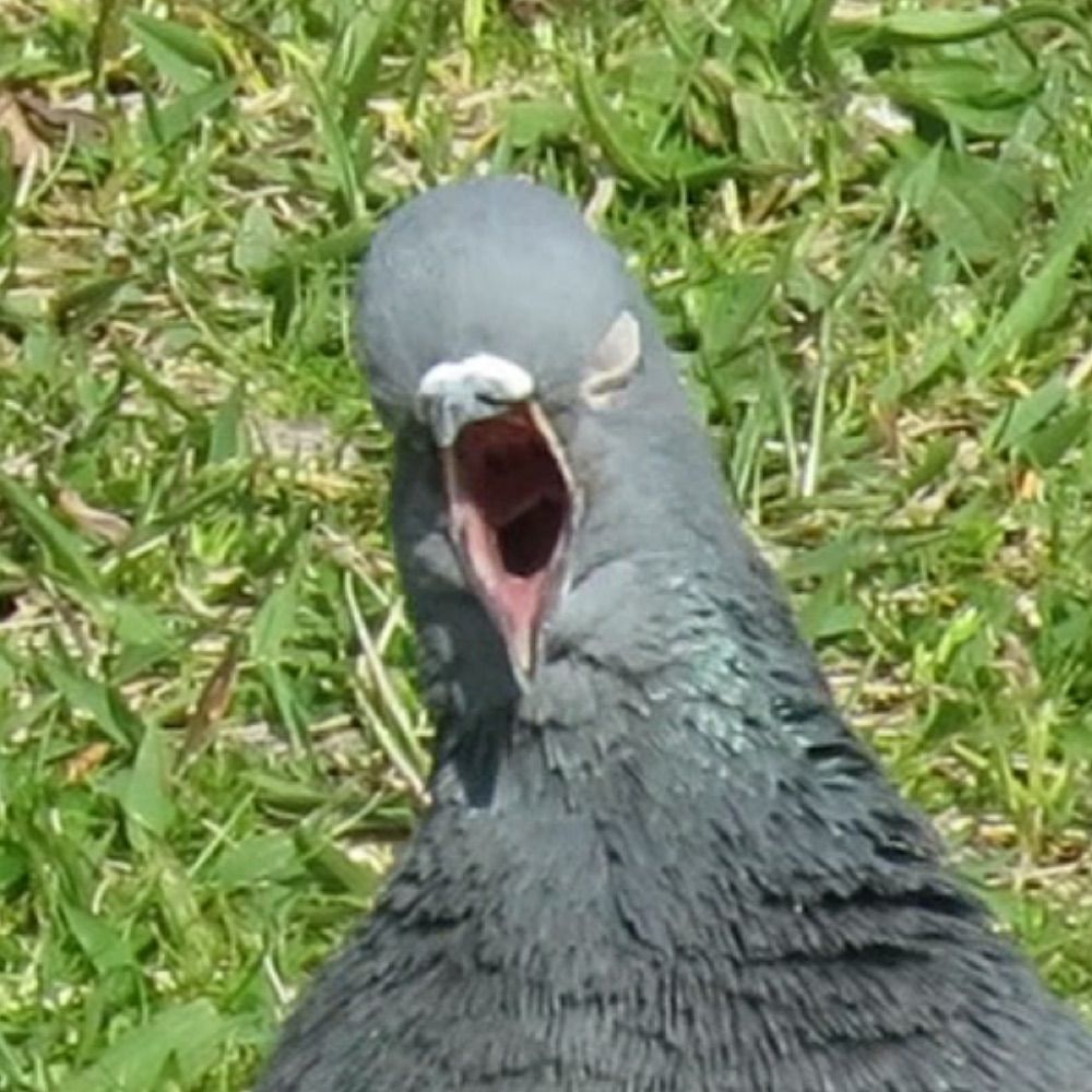 PAVO