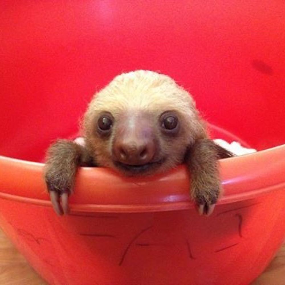 Frankie (Bucket of Sloths) 🦥