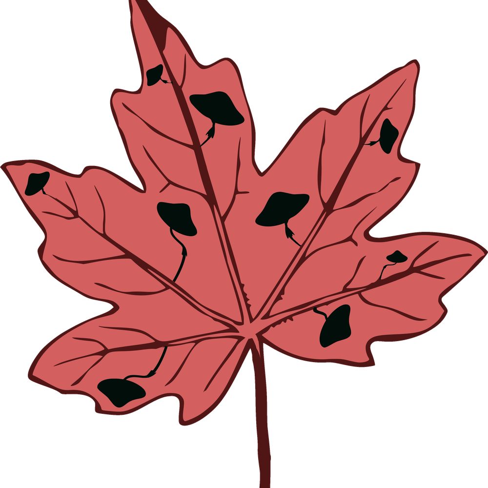 CanFunNet