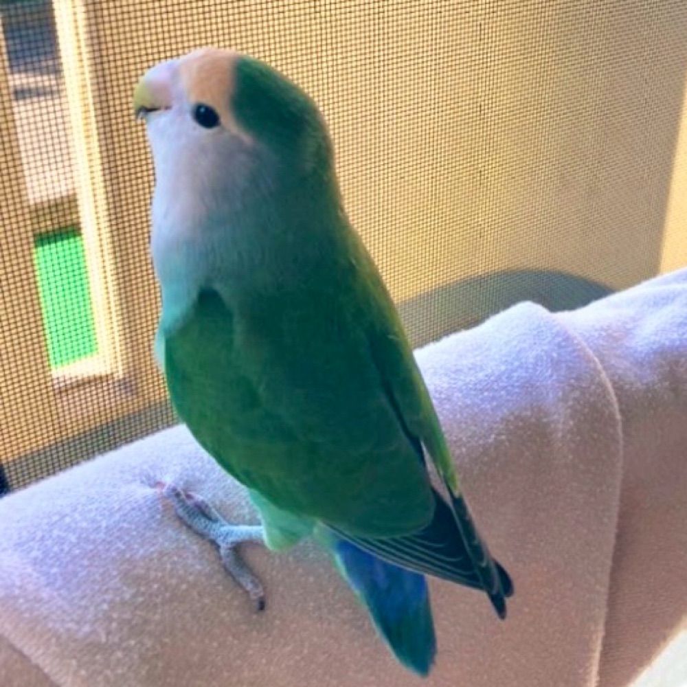 襟巻