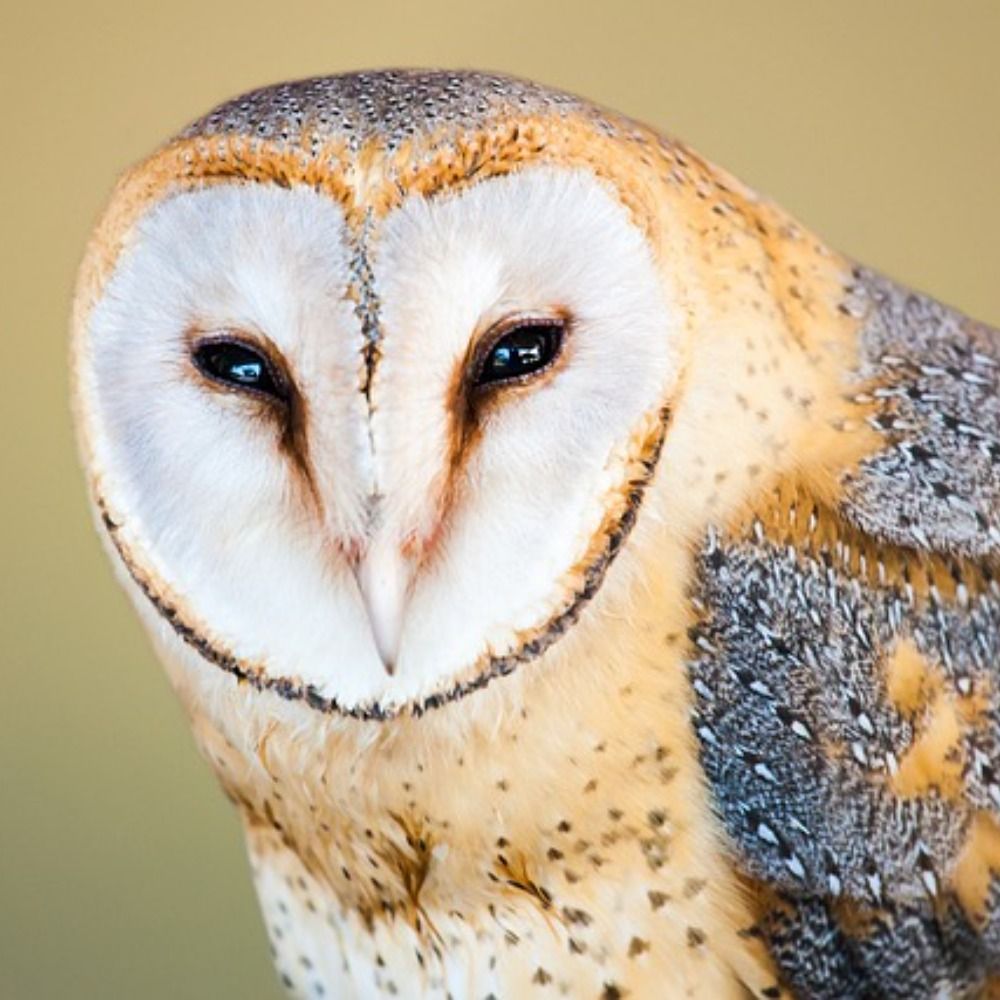 7silverowls