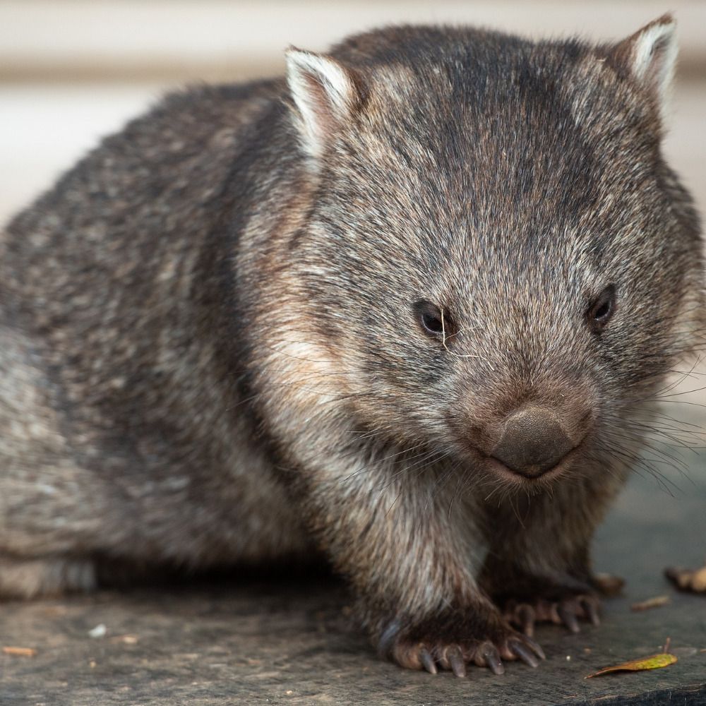 Profile picture thewombat.bsky.social