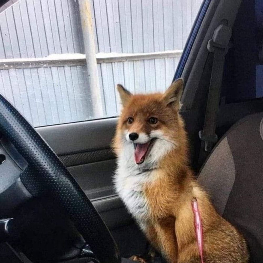AstoFox