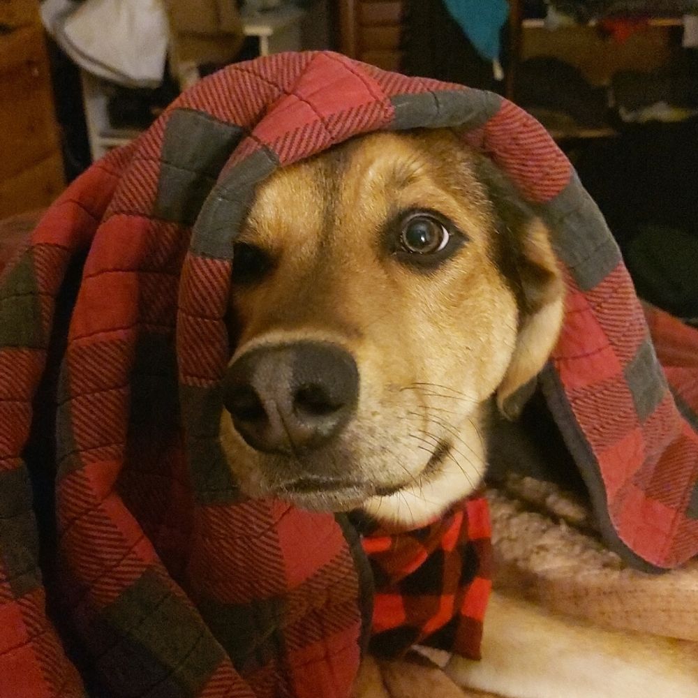 Cormacobear