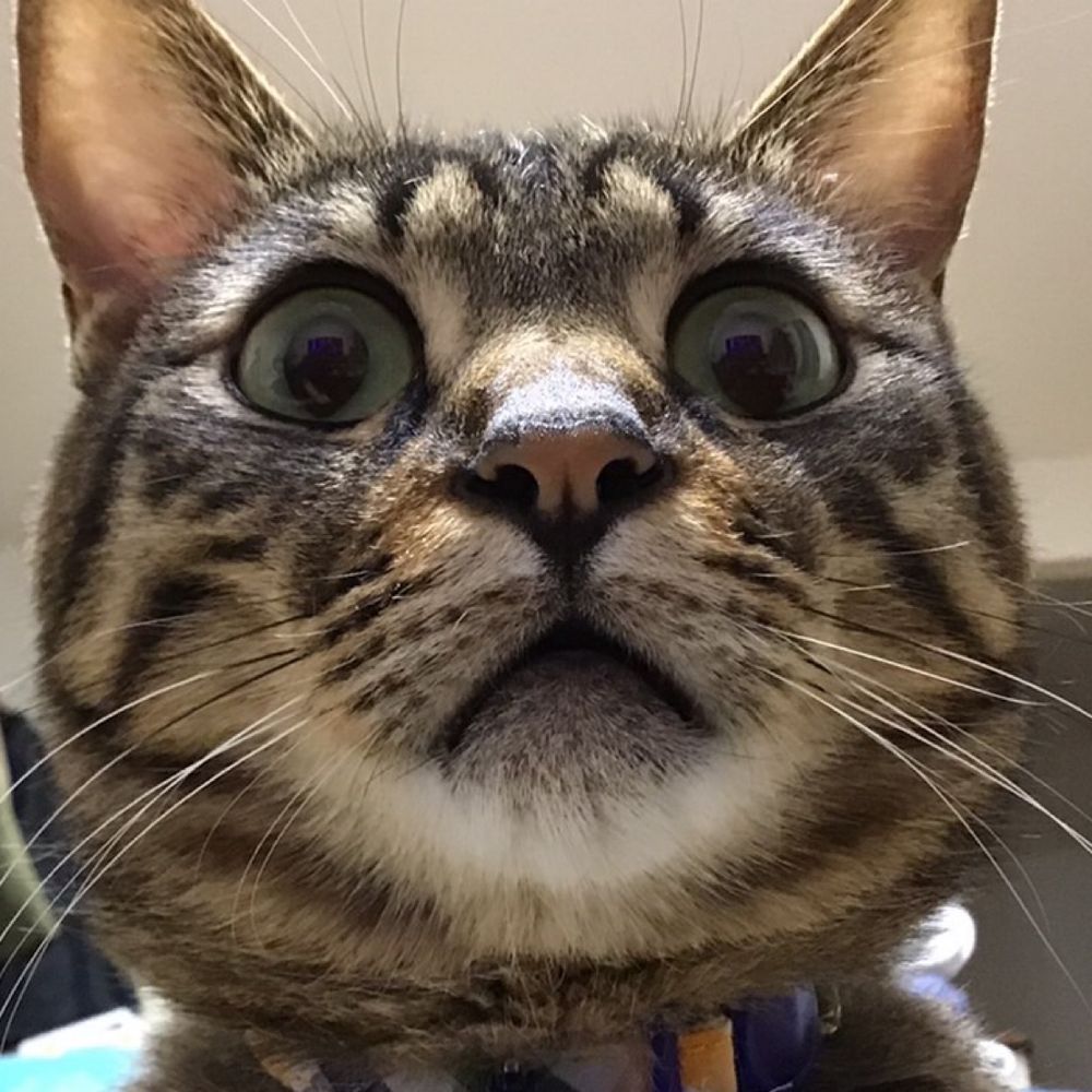 ゑぢそん