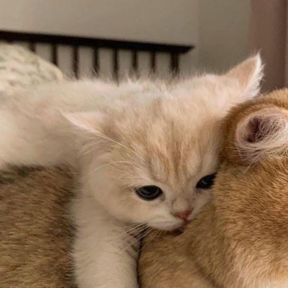 🐾