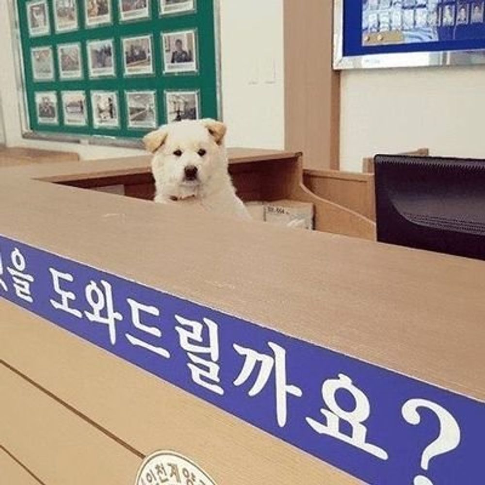 갈비
