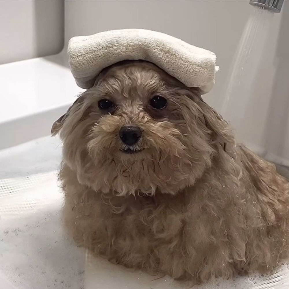 몽치