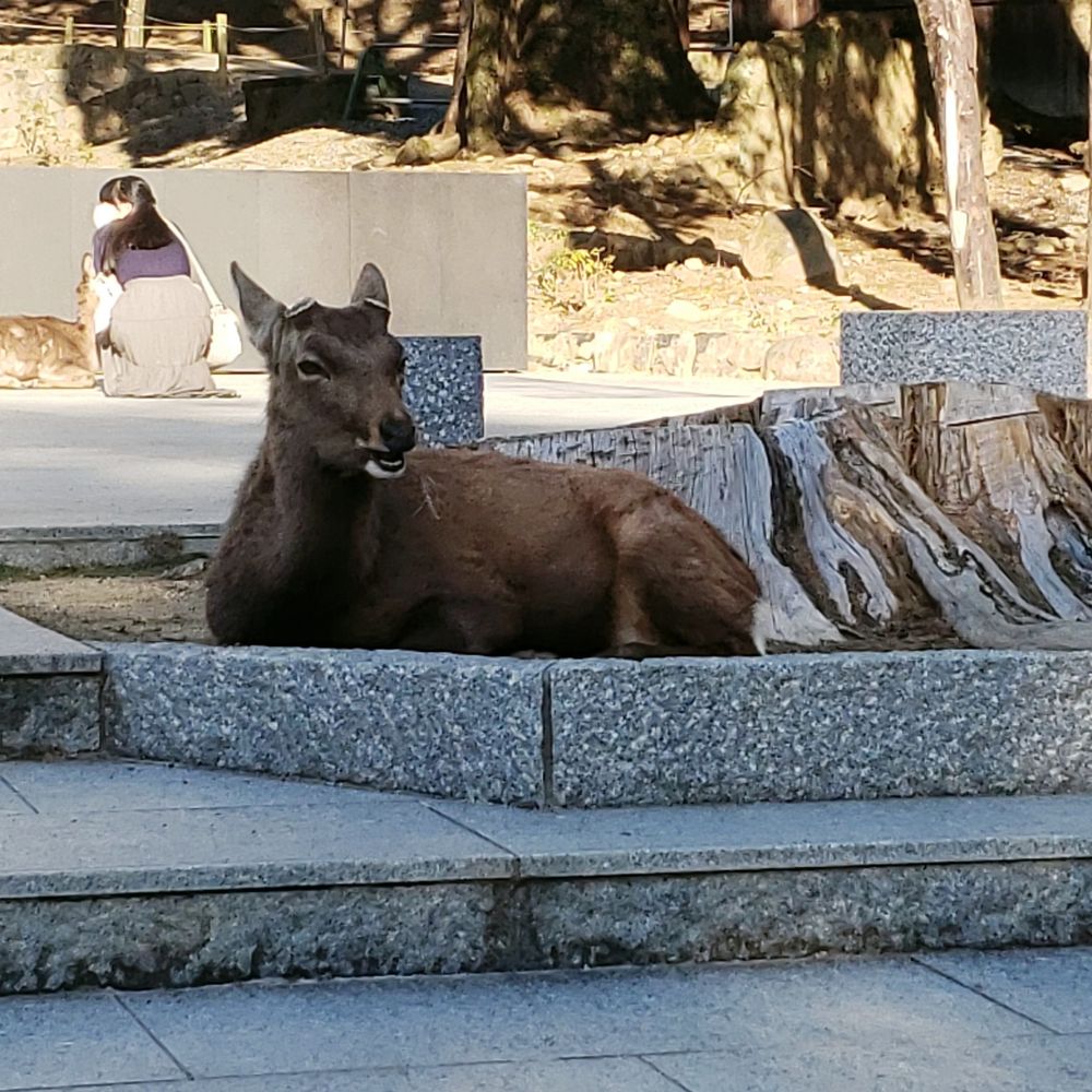 はえ