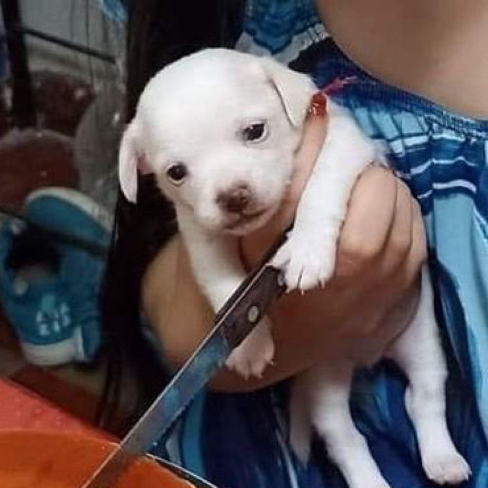 똥식이