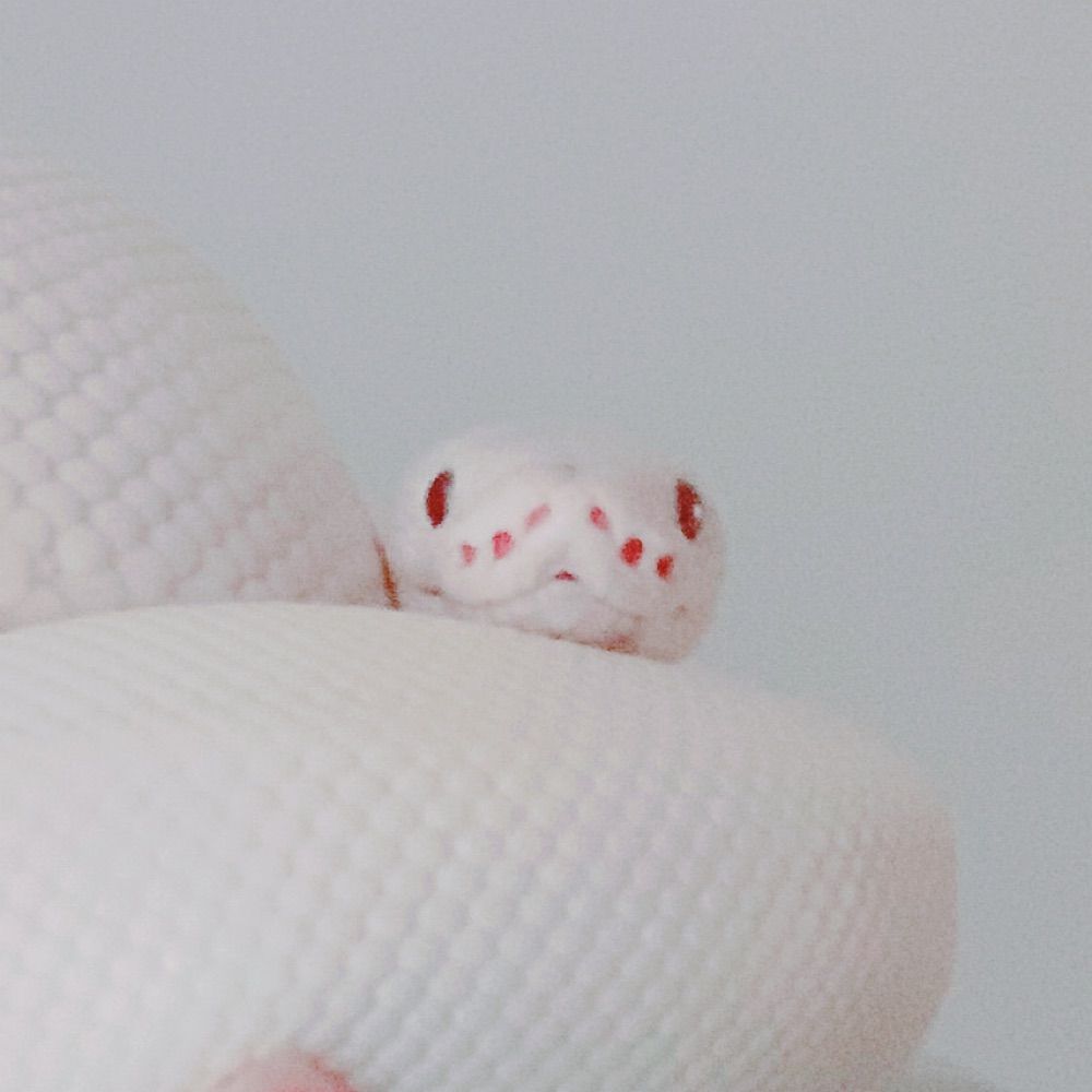 EGG