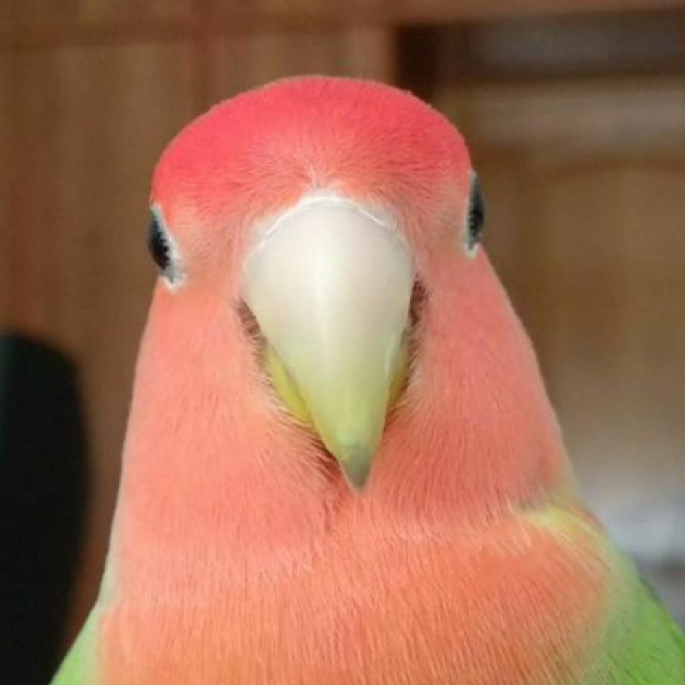 Boldir_twitch