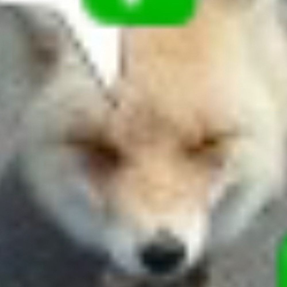 fox enjoyer