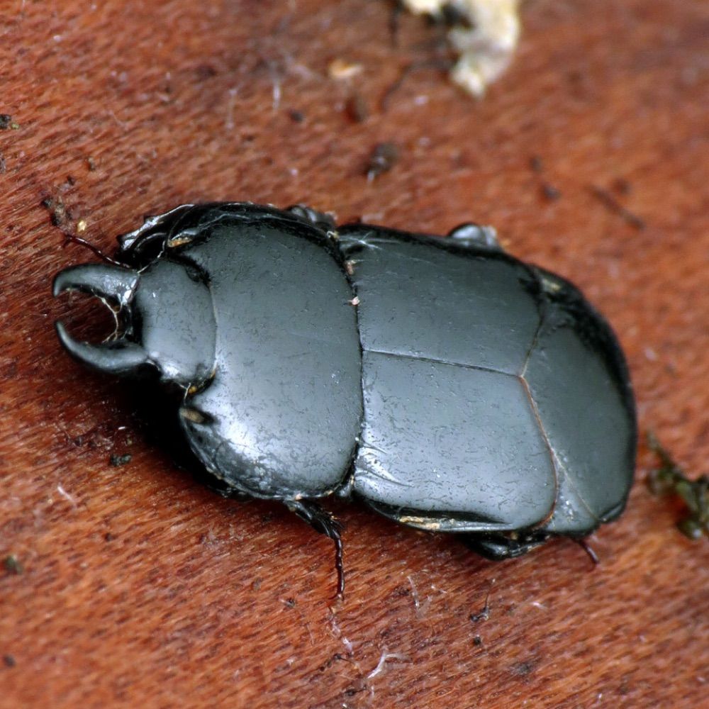 a-bug-friend.bsky.social