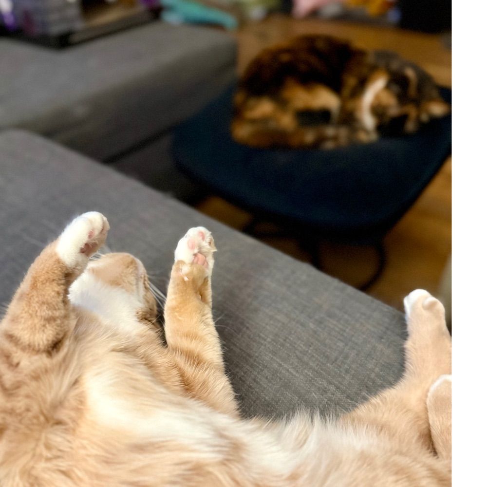 Orange Cat and The Other One