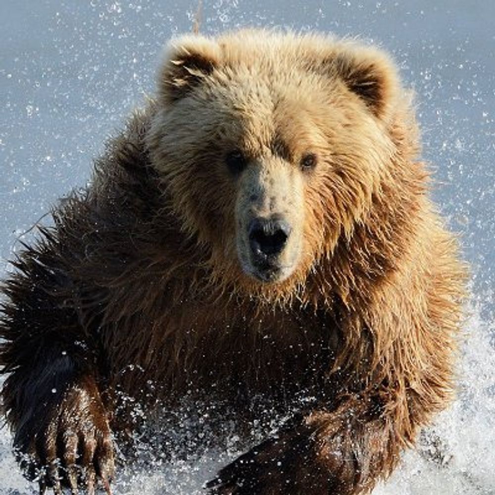 RedBear 