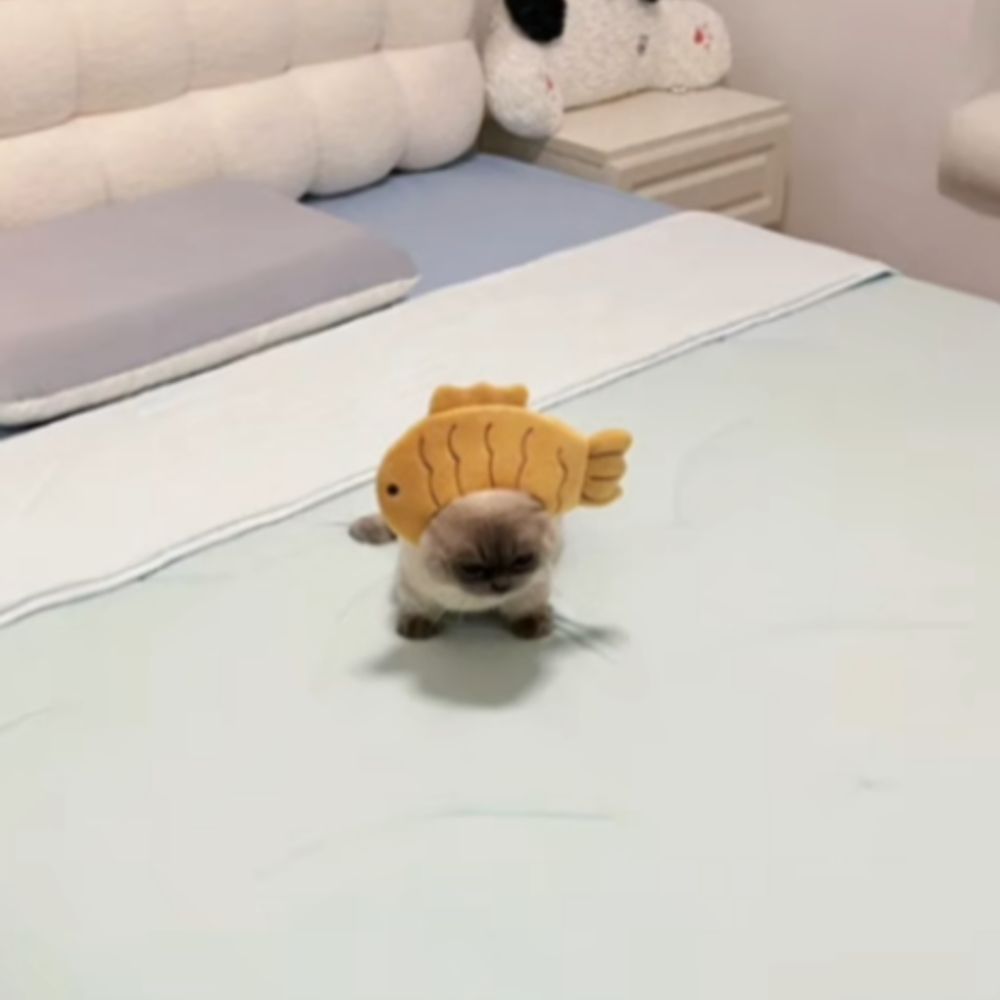 epiccatzoomer