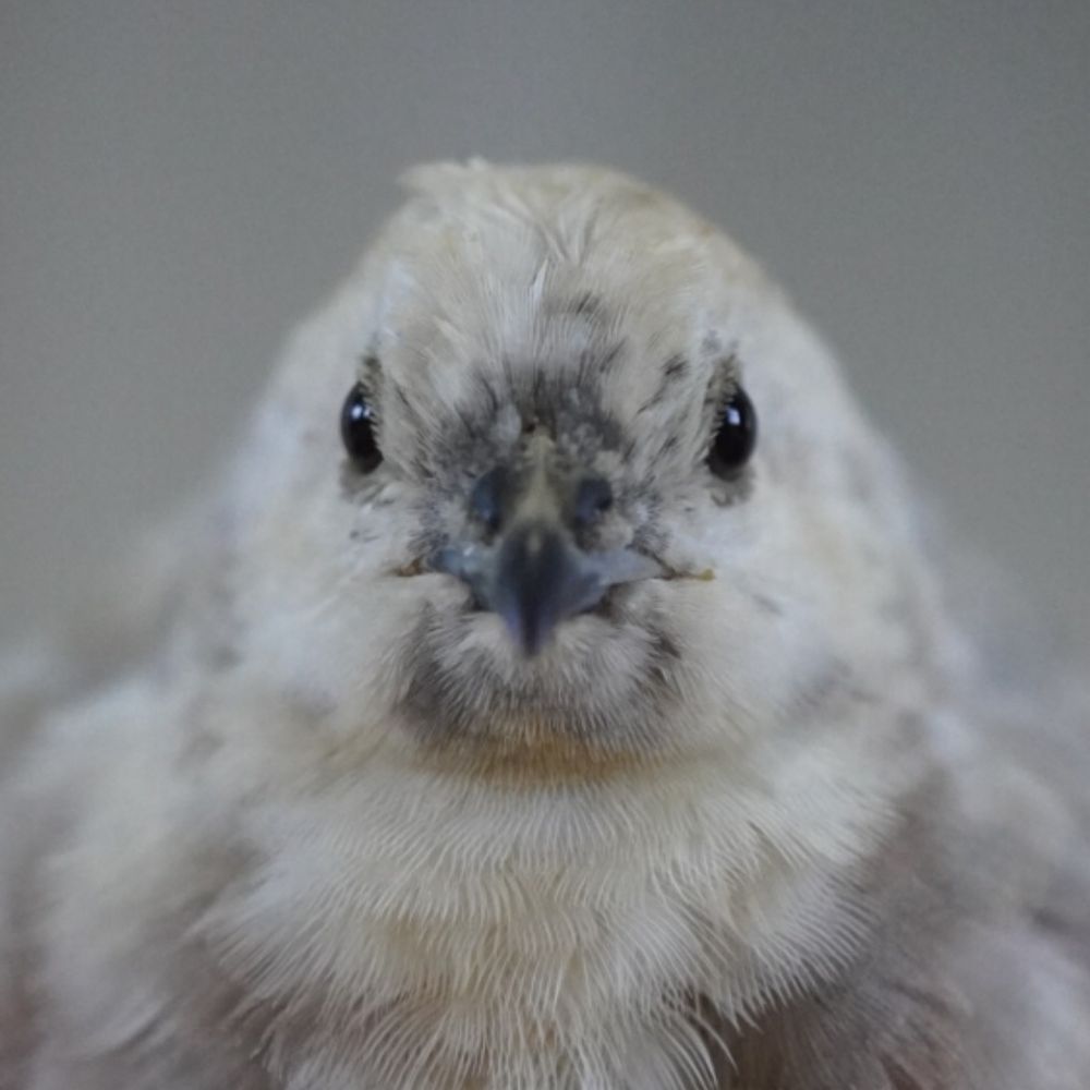 うずらの飼い主。