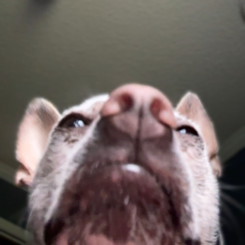 Chicle