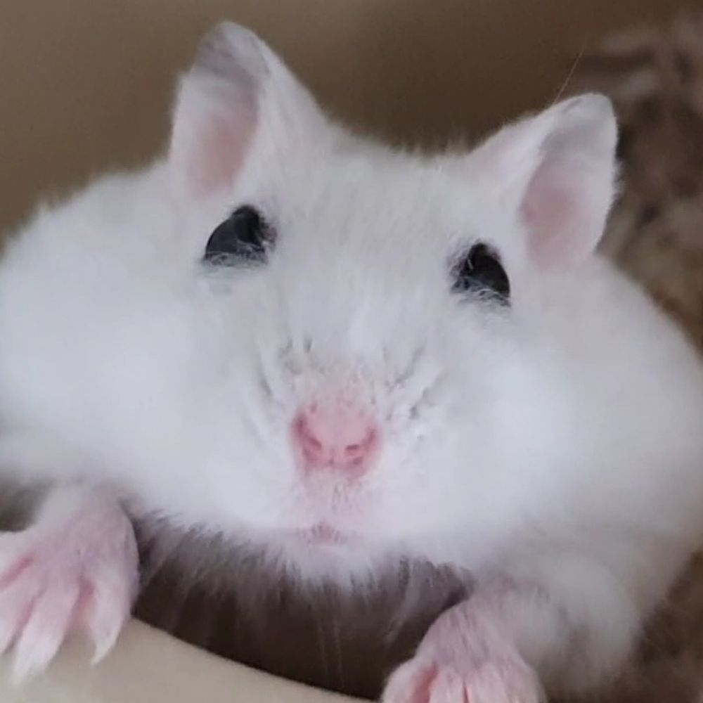 햄머시기