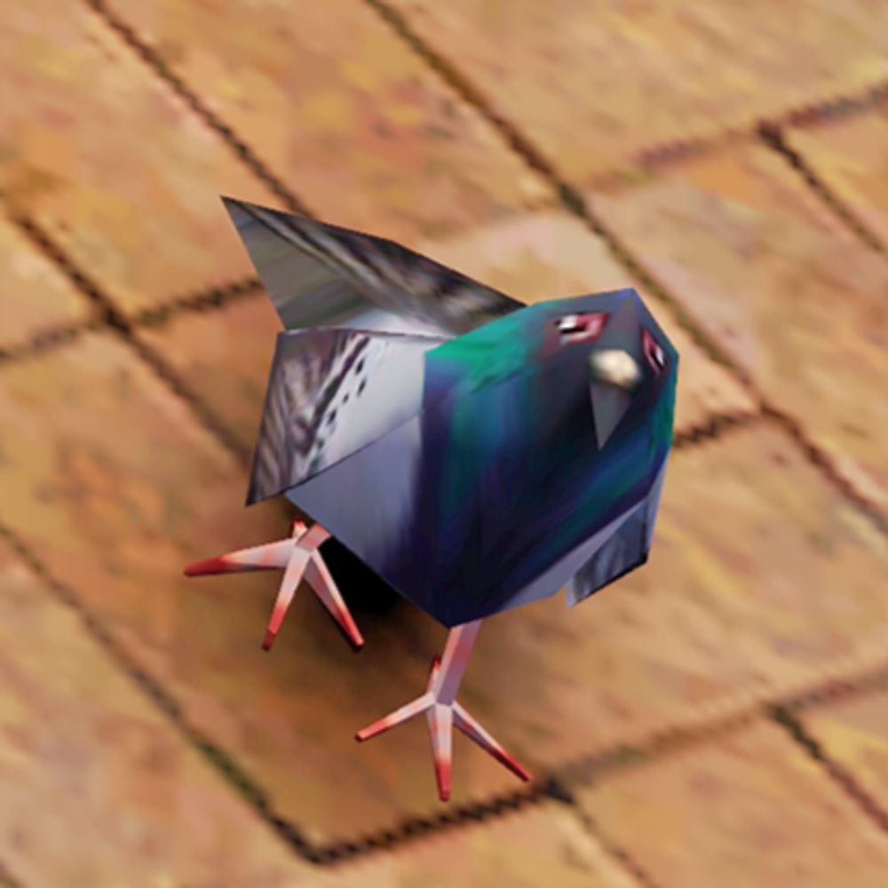 pigeon