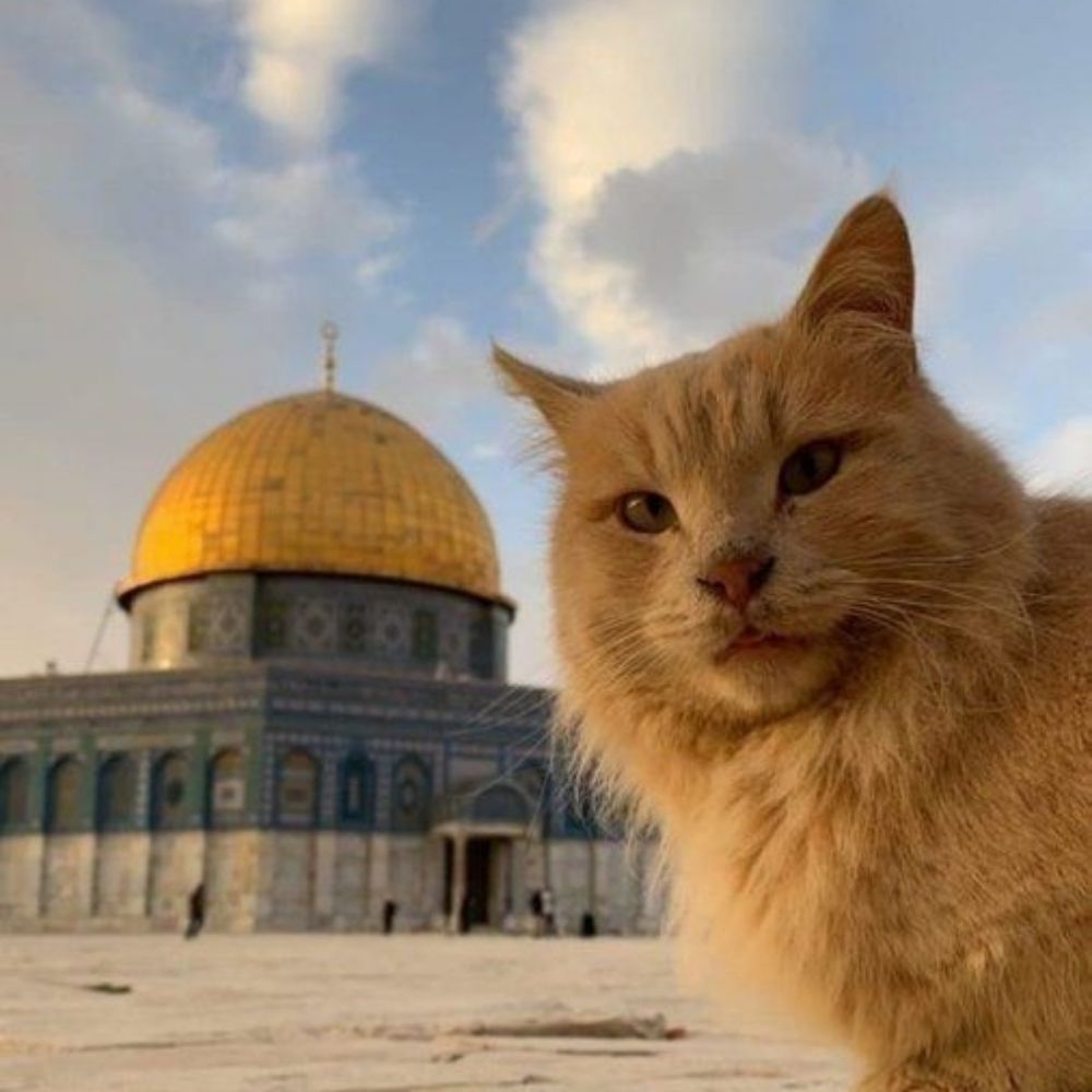 ⚢ free 🇵🇸🇸🇩🇨🇩