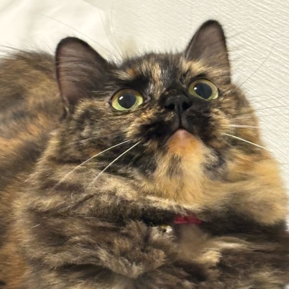 ごりちゃん