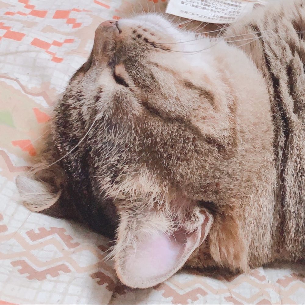 ( ㆁᴗㆁ ぴ )🌗