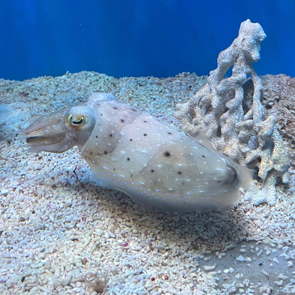 🦑。