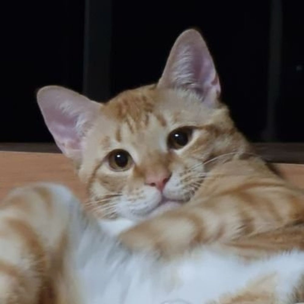 애옹이네박집사