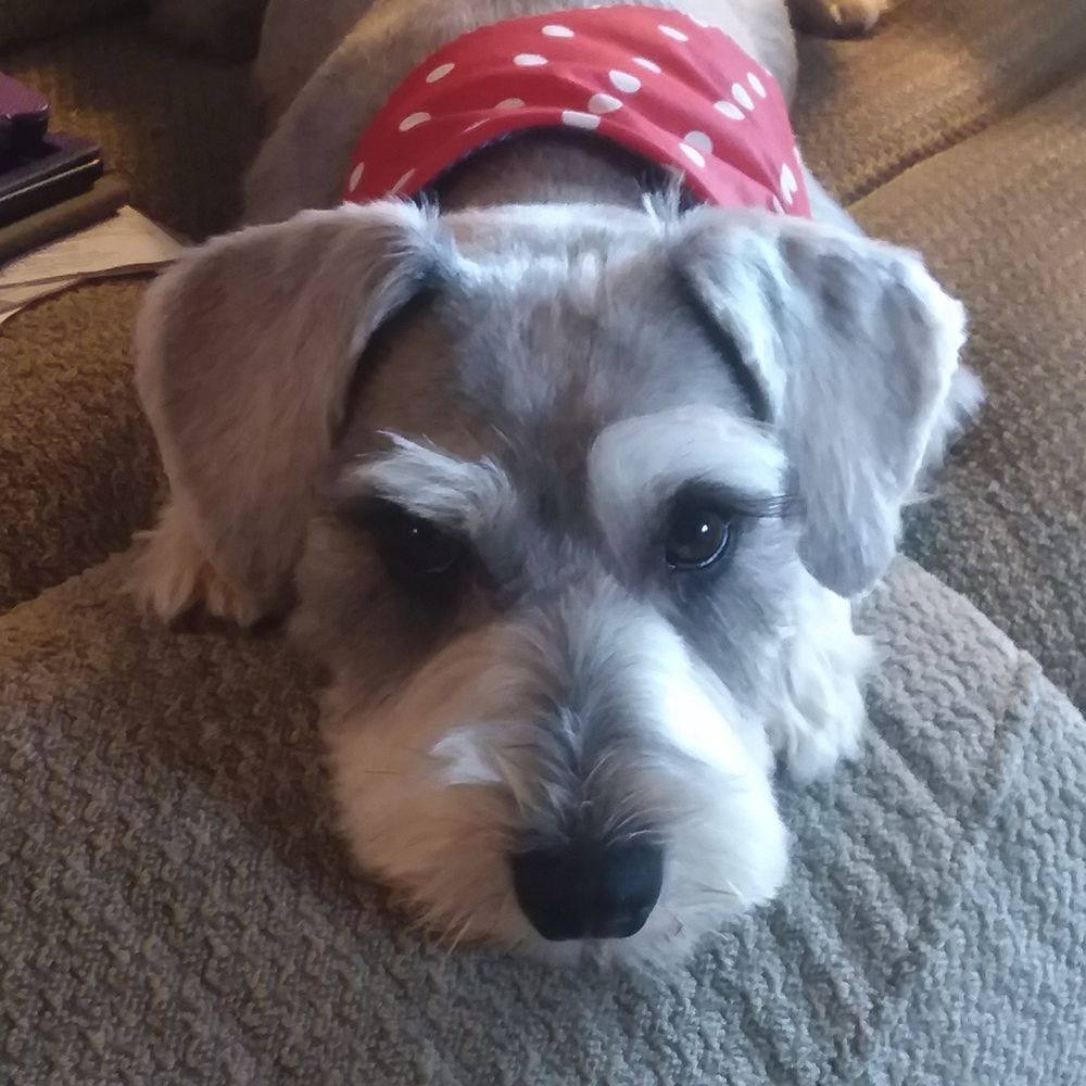 weegraydog