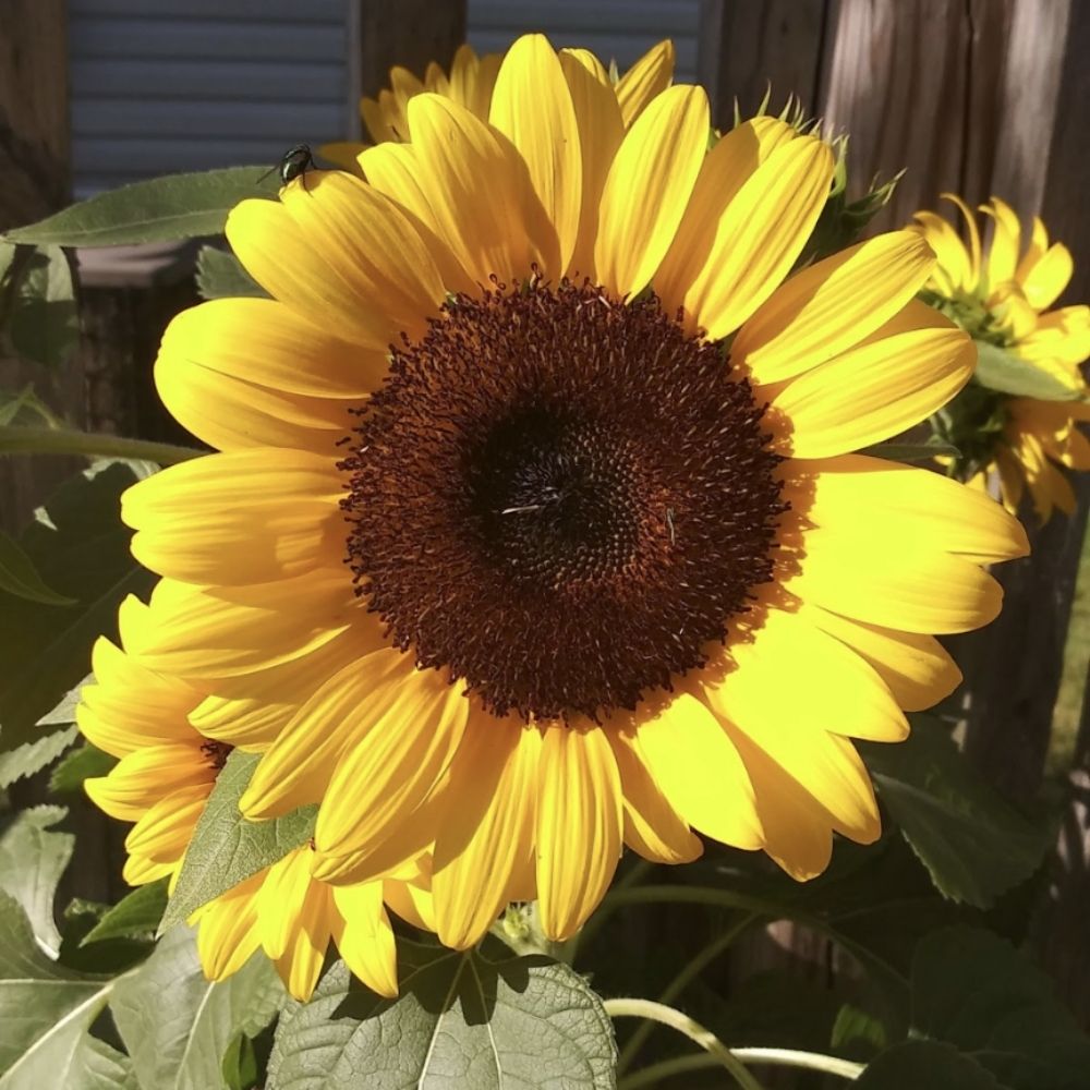 🌻🌻 dizzymaniac20 🌻🌻