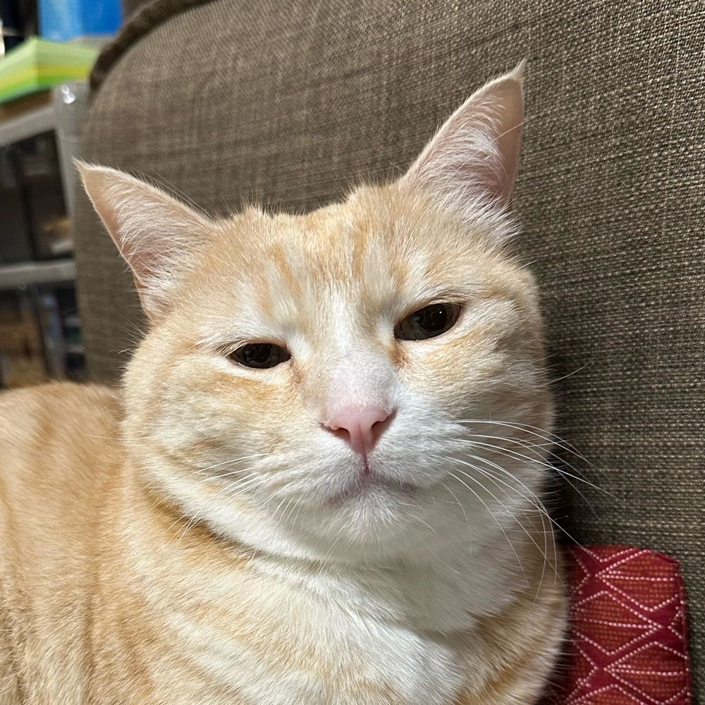 ヲン