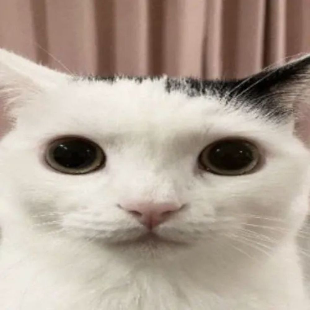 Gatos e um pouco de lol(wr)