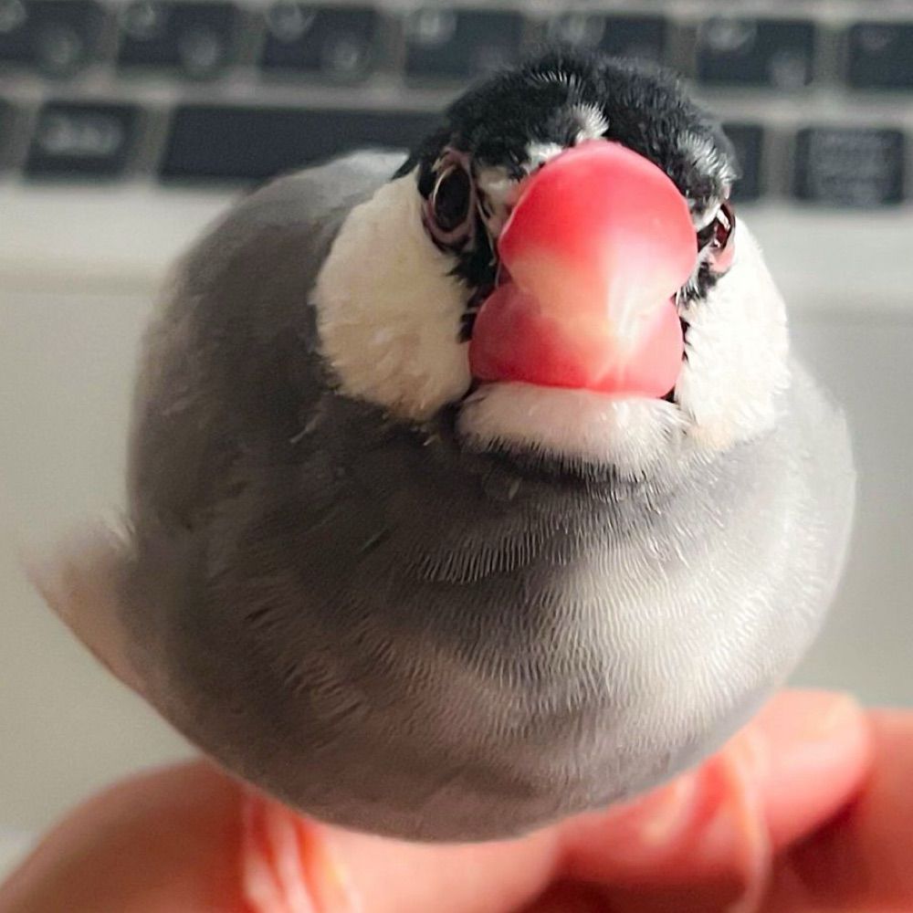さくや