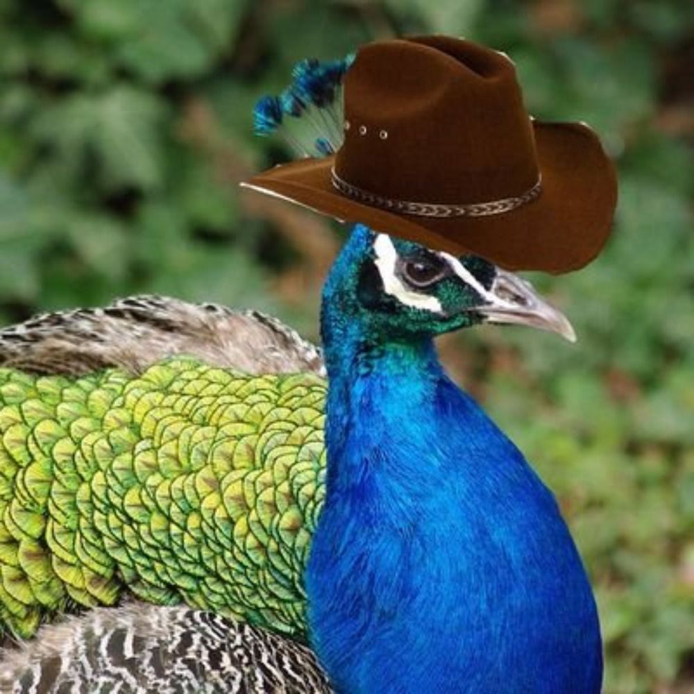 pfaui 🤠