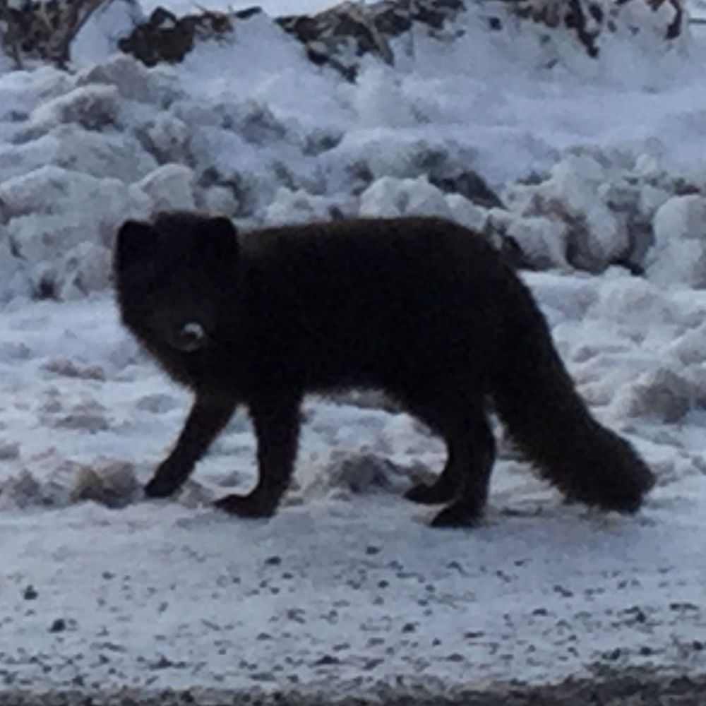 naturefox.bsky.social profile picture