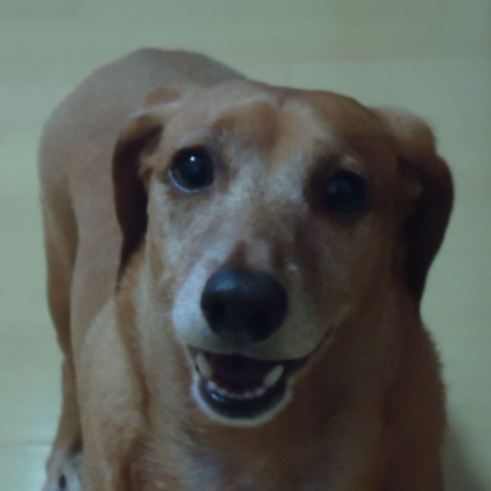 dan